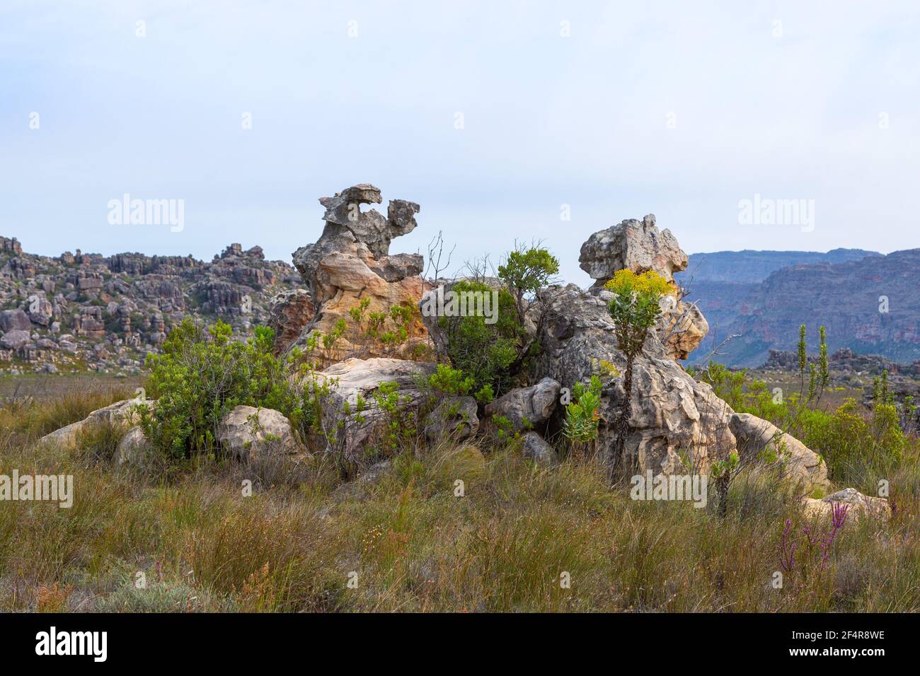 Paesaggio della vegetazione di Fynbos nelle montagne di Cedarberg a nord di Città del Capo nel capo occidentale del Sud Africa Foto Stock