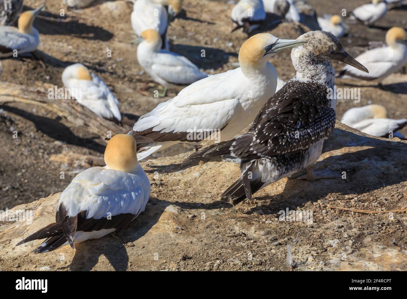 Una colonia di gannette australiane. Un uccello adulto, con piumaggio bianco e arancione, sta curando un bambino più scuro. Muriwai, Nuova Zelanda Foto Stock