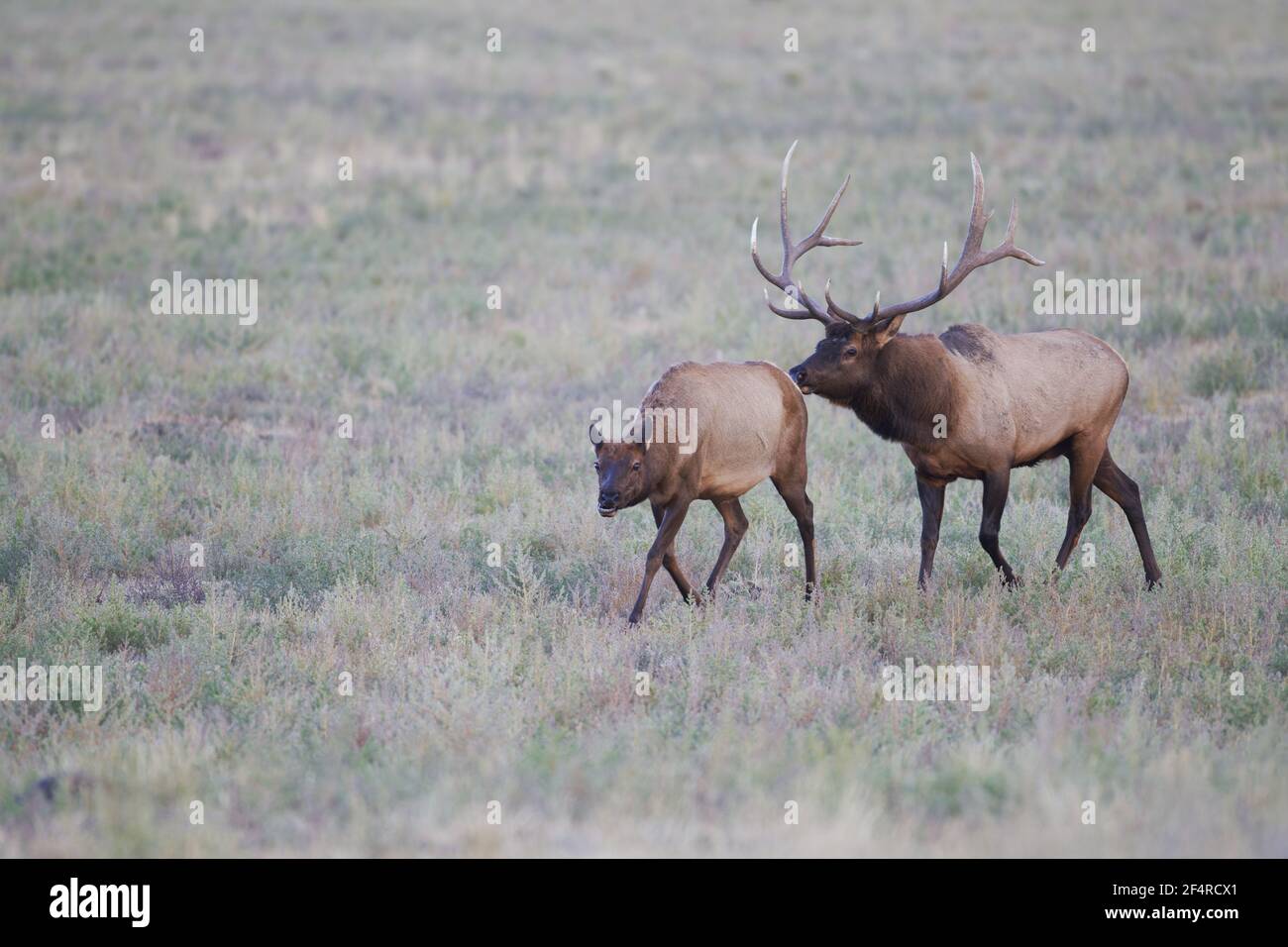 Elk - Stag con brindi nella città di MammothCervus canadensis Yellowstone National Park Wyoming. USA MA002864 Foto Stock