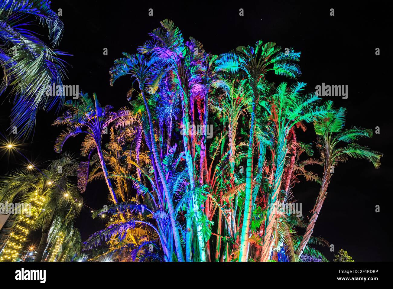 Un gruppo di palme in un parco di notte, splendidamente illuminato con vivaci luci multicolore Foto Stock