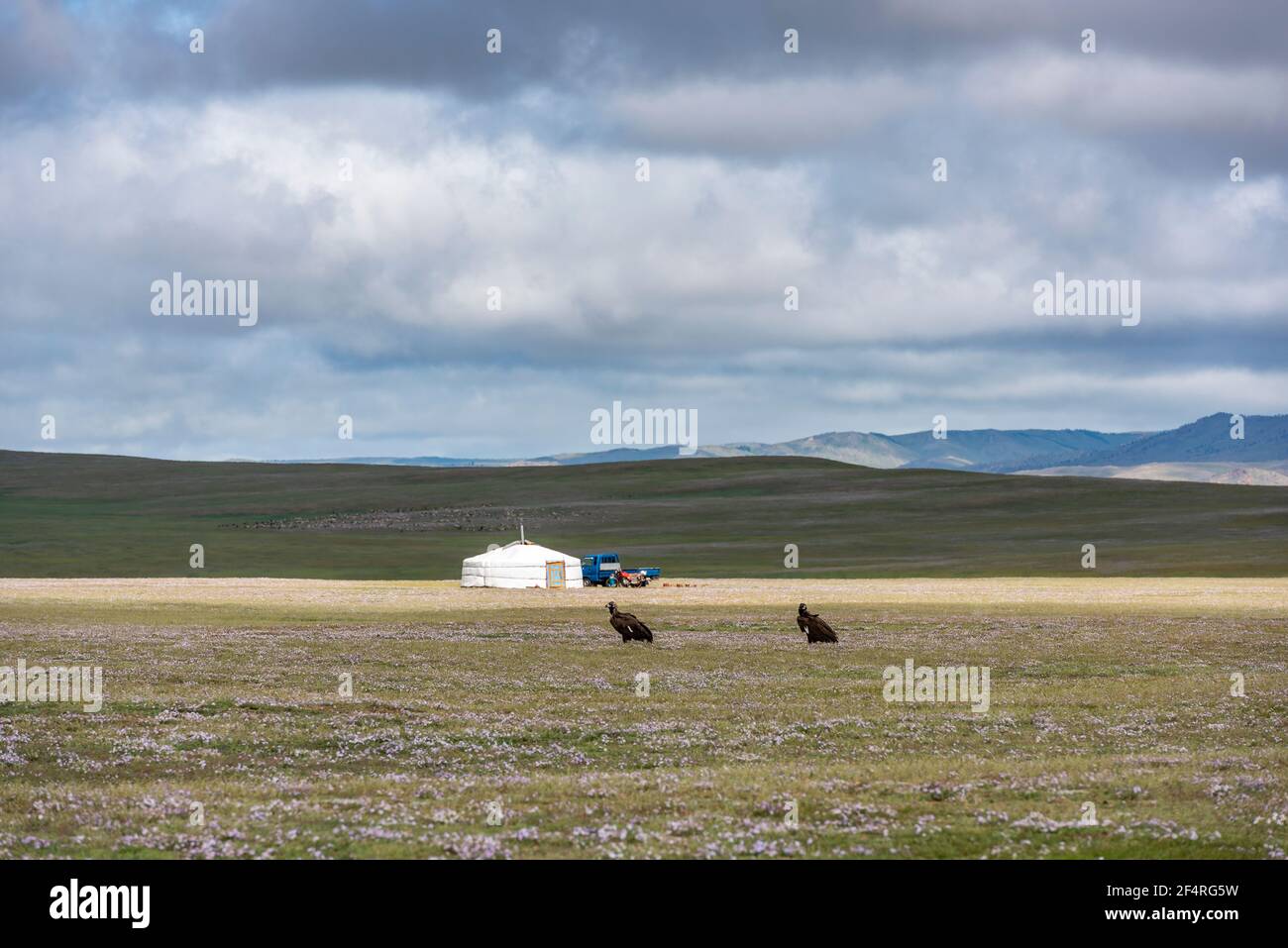 Tsetserleg, Mongoliam - 11 agosto 2019: Yurt mongolo nella steppa con nuvole scure e cielo e due avvoltoi in primo piano sull'erba. Foto Stock