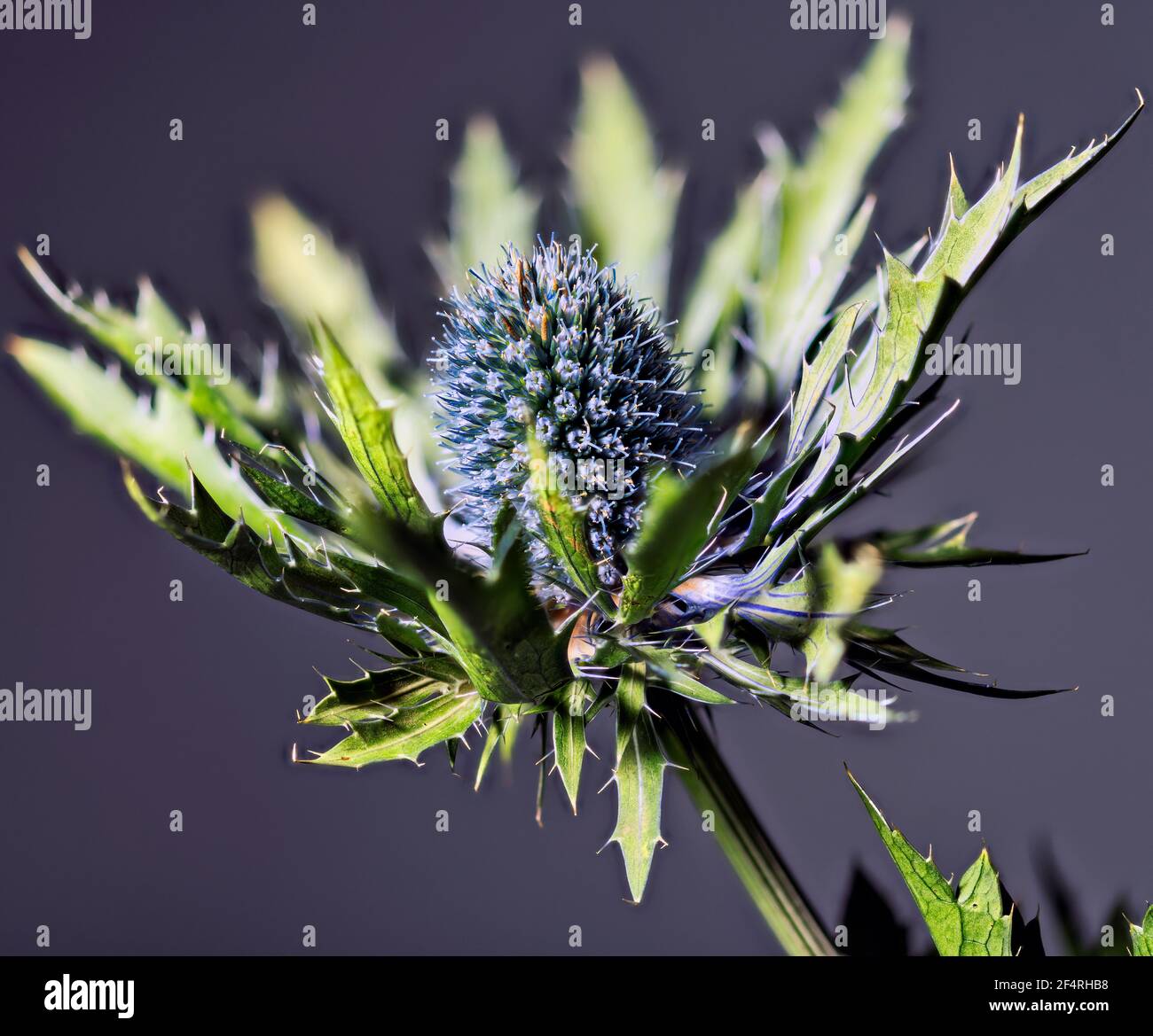 Edeldistel Makro Foto Stock