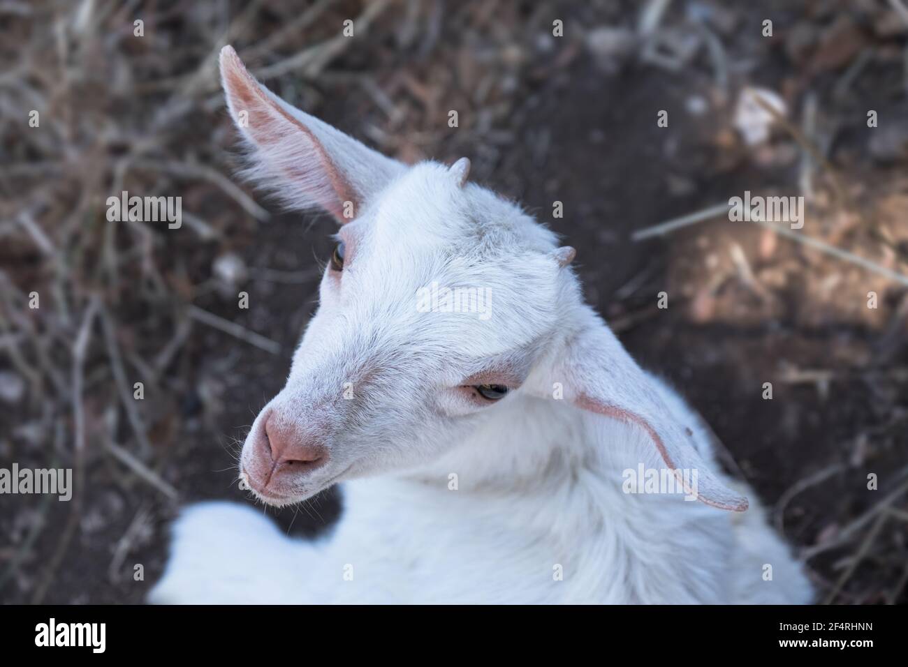 La testa di una giovane capra bianca che giace nella paglia guarda verso l'alto la macchina fotografica. La foto è stata scattata dall'alto Foto Stock