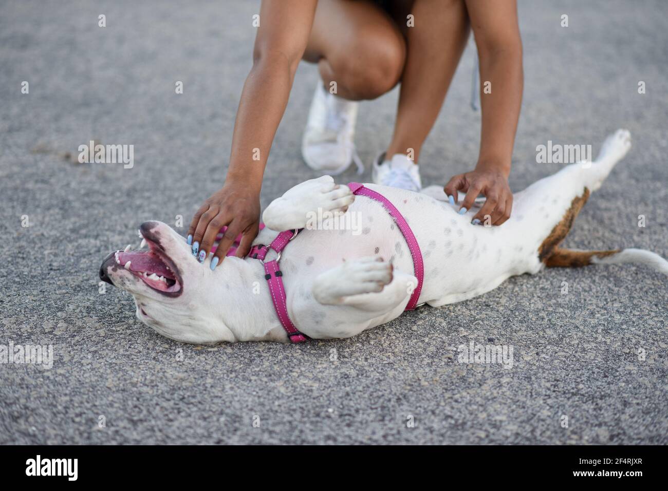 Cucciolo carino che si stendeva sulla schiena Foto Stock