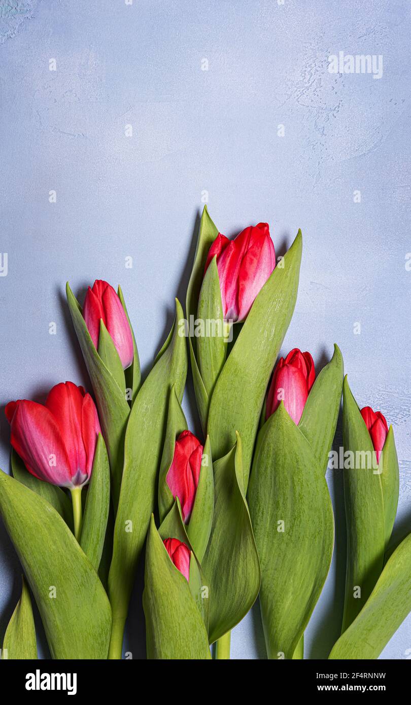 Tulipani primaverili rosso e rosa e con foglie verdi su cemento testurizzato blu. Sfondo stagionale con fiori naturali freschi arrangiamento e copia Foto Stock