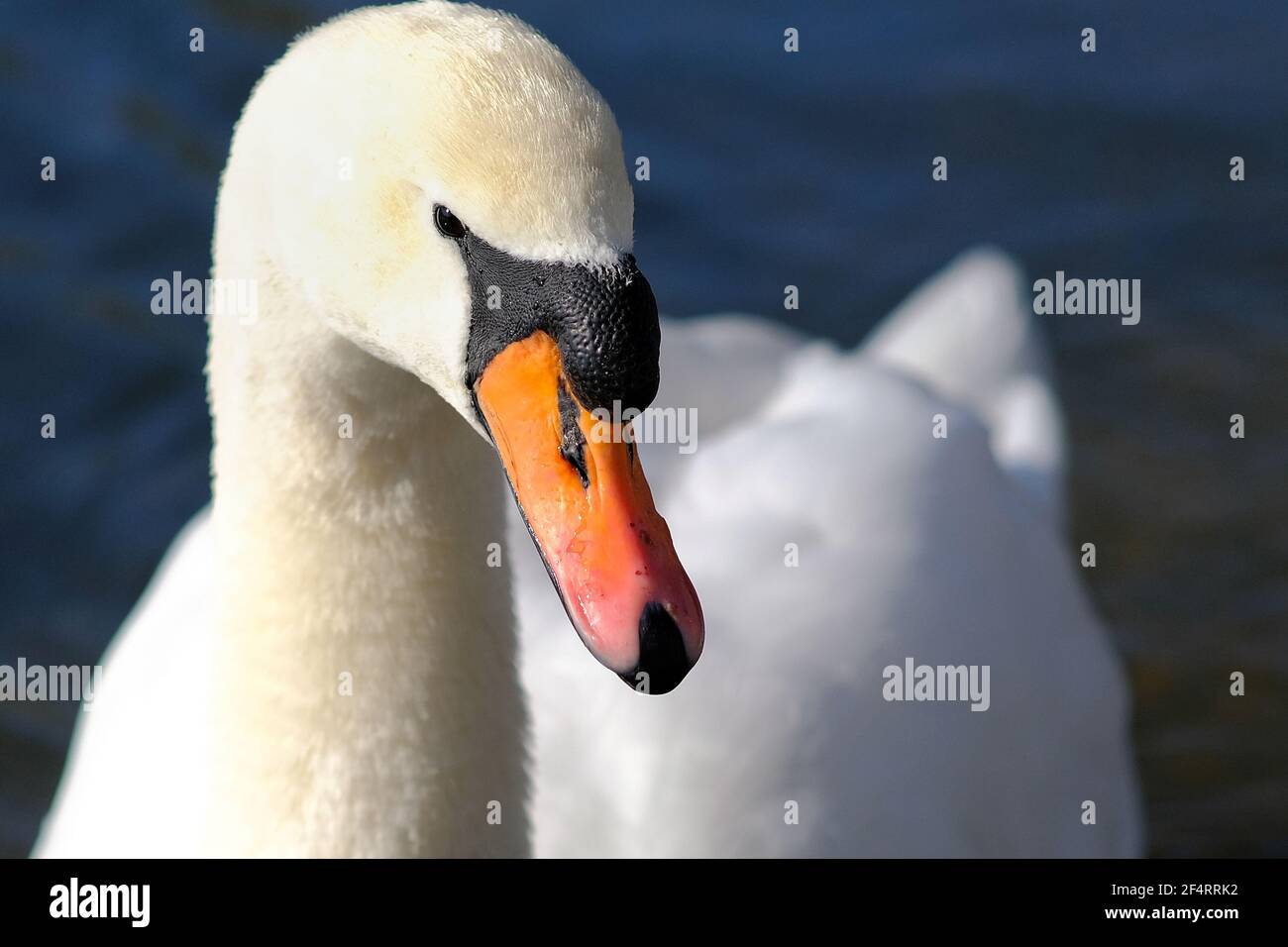 Primo piano di un cigno bello ed elegante Foto Stock