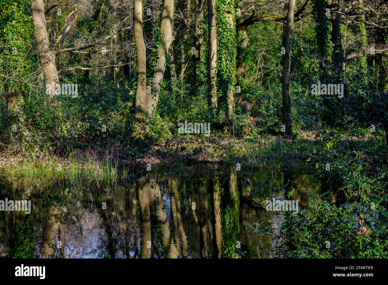 Woodland Glade con stagno, Kent, Regno Unito Foto Stock