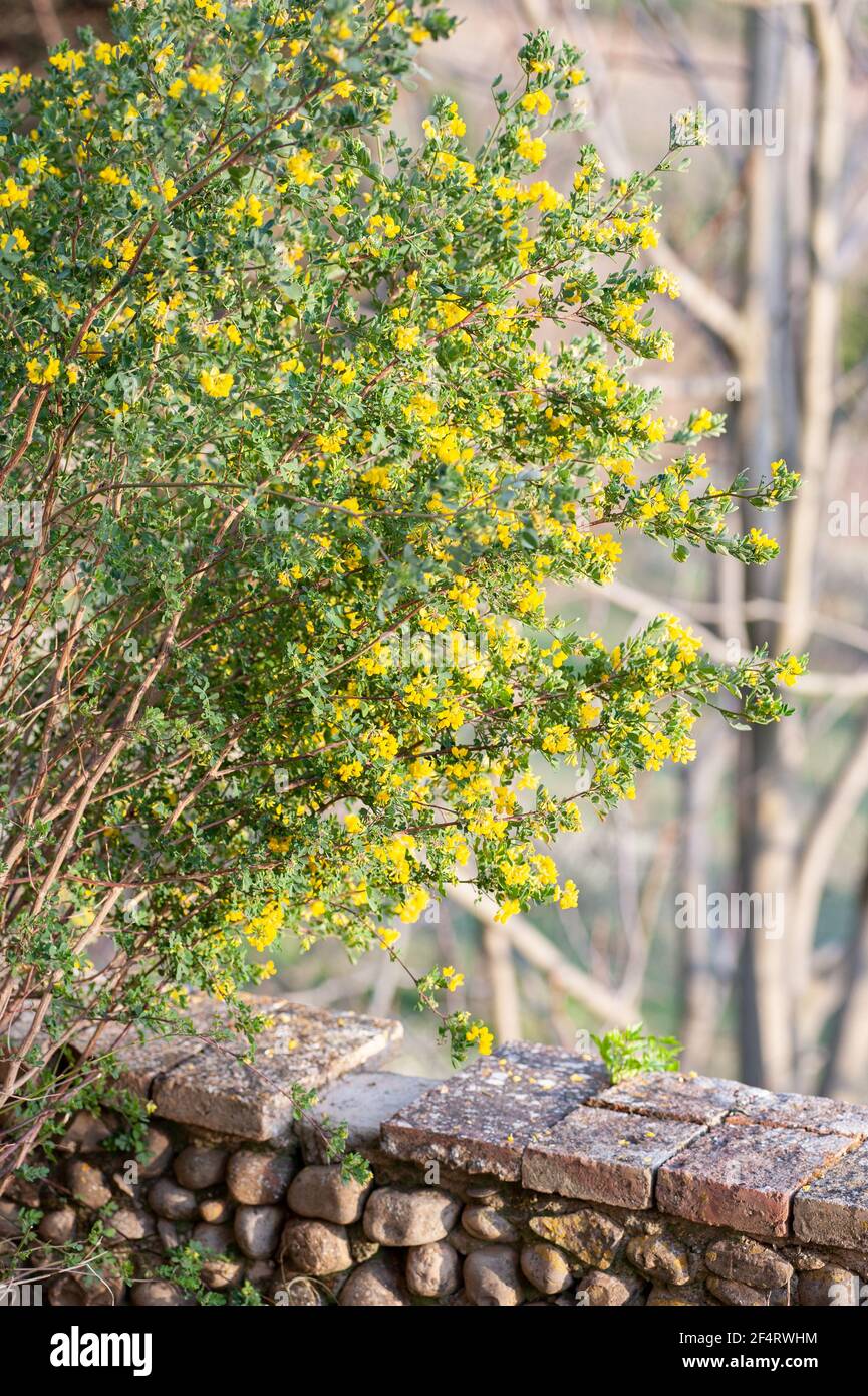 Coronilla glauca, della famiglia dei legumi Fabaceae, è un arbusto sempreverde, con fogliame pisello e fiori gialli profumati e brillanti in primavera. Foto Stock