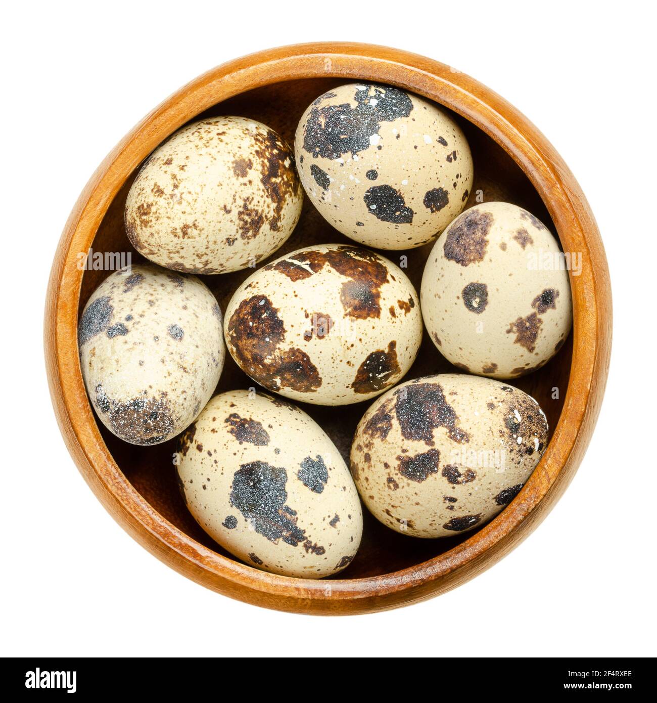 Gruppo di uova di quaglia fresche in una ciotola di legno. Macchiate, uova intere di quaglia comune, coturnix coturnix, una prelibatezza, usate crude o cotte. Primo piano. Foto Stock