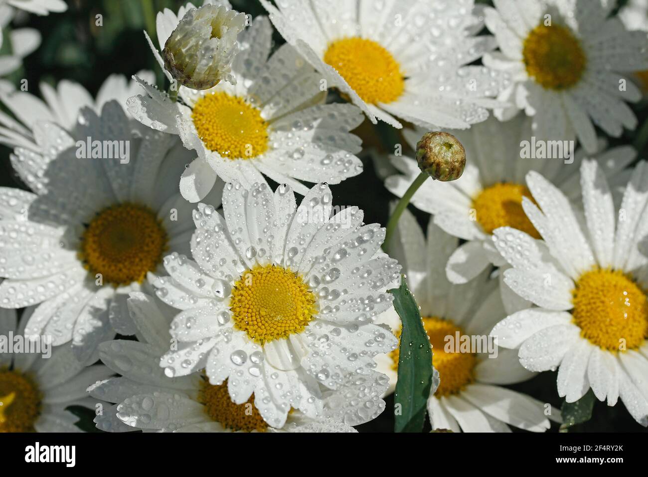 Margherite con goccioline. Foto Stock