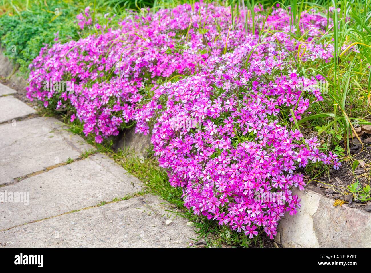 Phlox subulata (flox strisciante, phlox muschio, rosa muschio, o phlox di montagna) è pianta fiorente nella famiglia Polemoniaceae, a circa 13cm di altezza al massimo Foto Stock