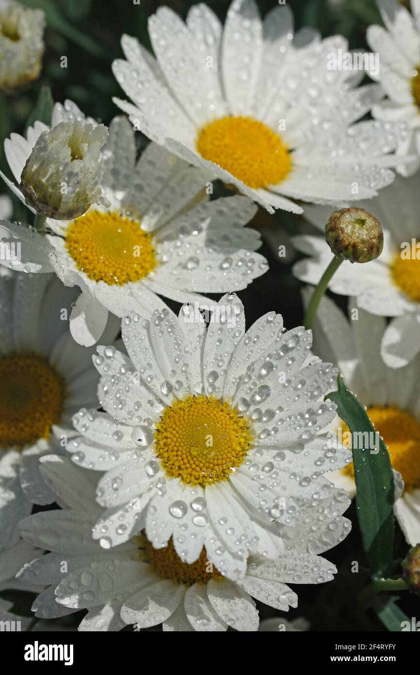 Margherite con goccioline. Foto Stock