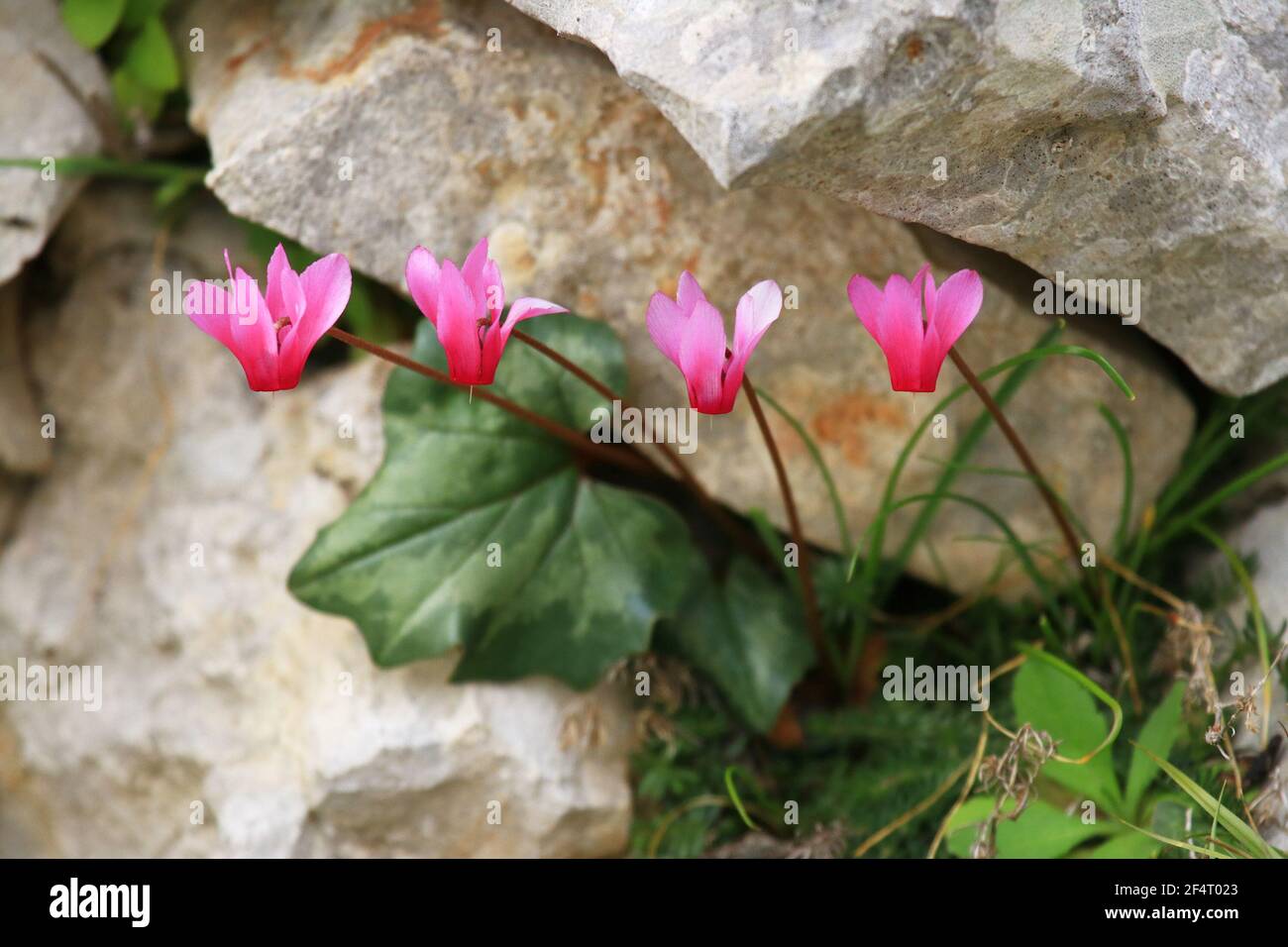 Fiori di ciclamino su muro di pietra a secco in primavera Foto Stock