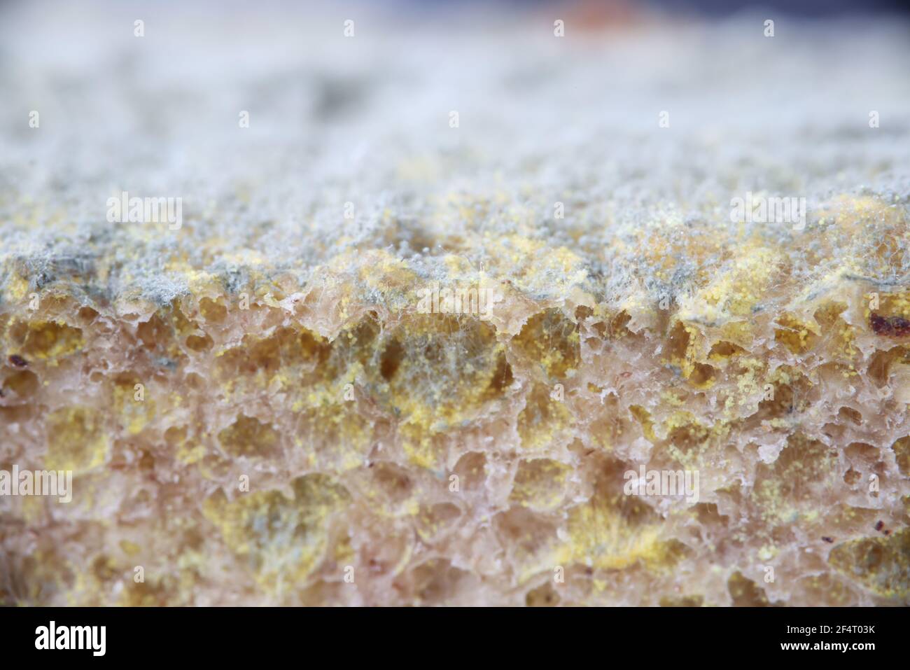 Primo piano di muffa verde su pezzo di pane Foto Stock