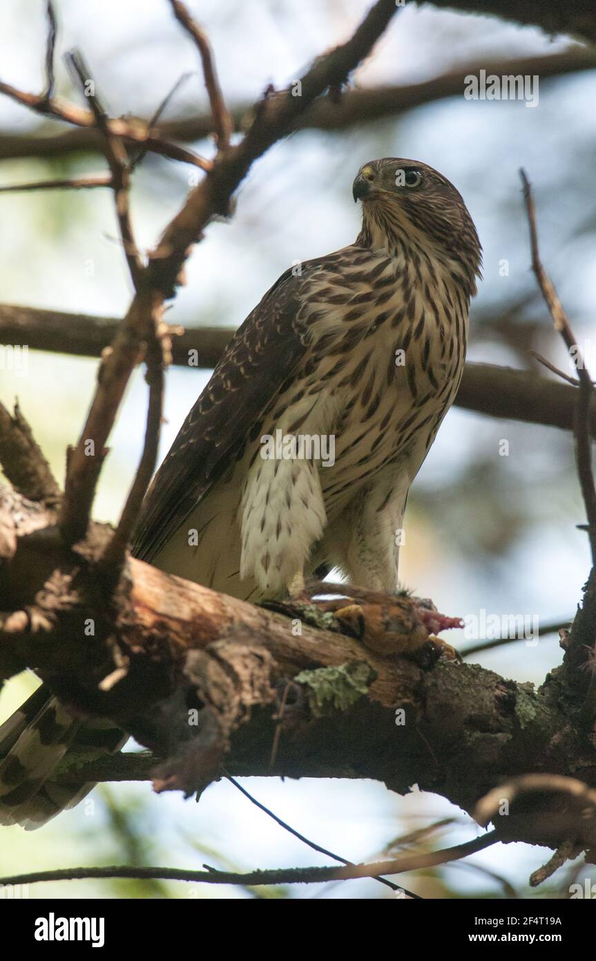 Cooper's Hawk è appollaiato in un albero in un parco statale nell'Upstate, New York. Più giovani falchi di rame volavano insieme nella foresta. Foto Stock