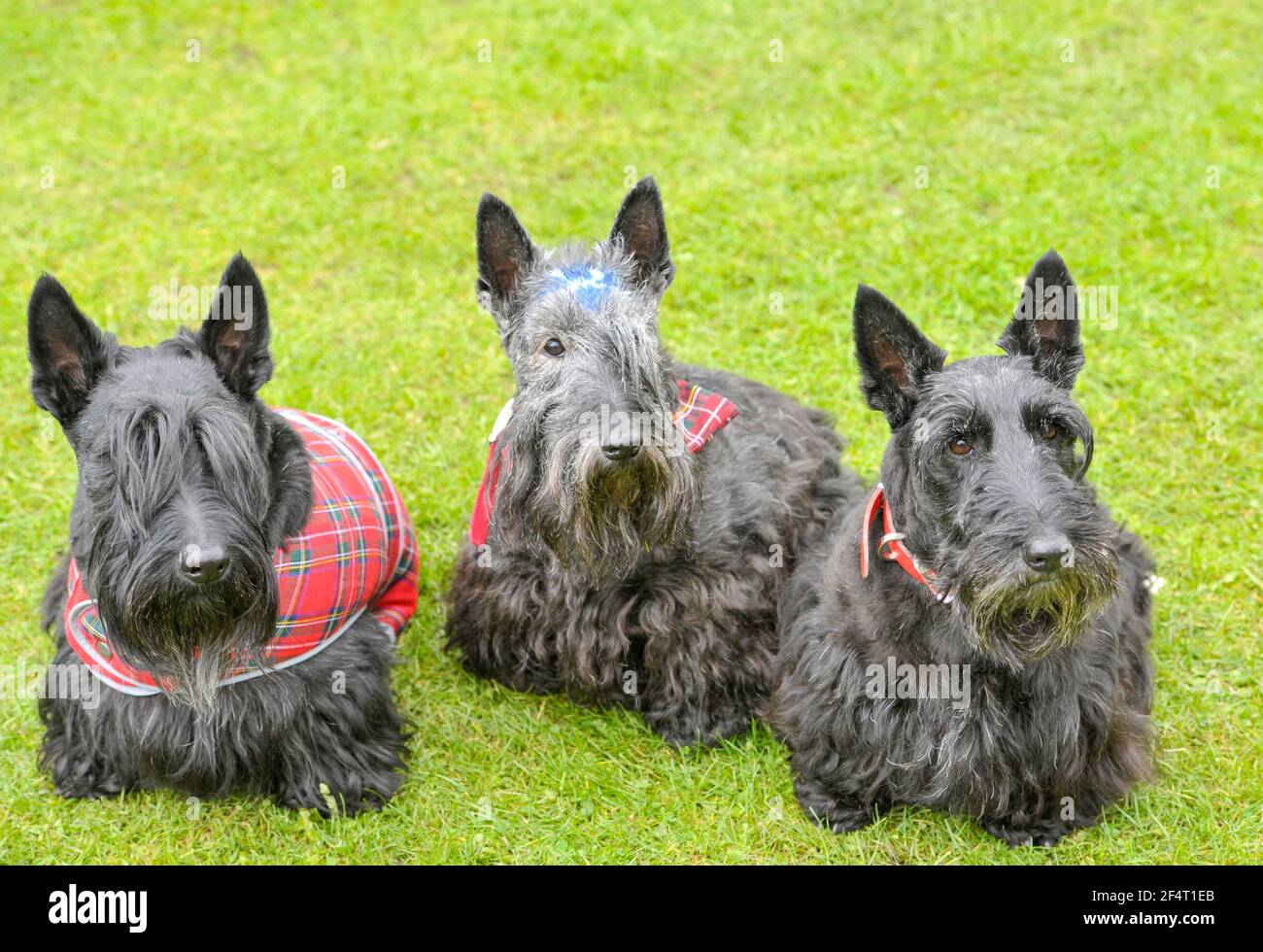 Tre cani terrier scozzesi che indossano cappotti di tartan posano per le immagini al Ballater Highland Games, Royal Deeside, Aberdeenshire. Foto Stock
