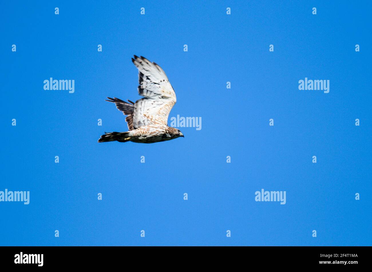 Hawk ad ampio raggio che vola attraverso un cielo blu luminoso sopra nello stato di New York. Foto Stock