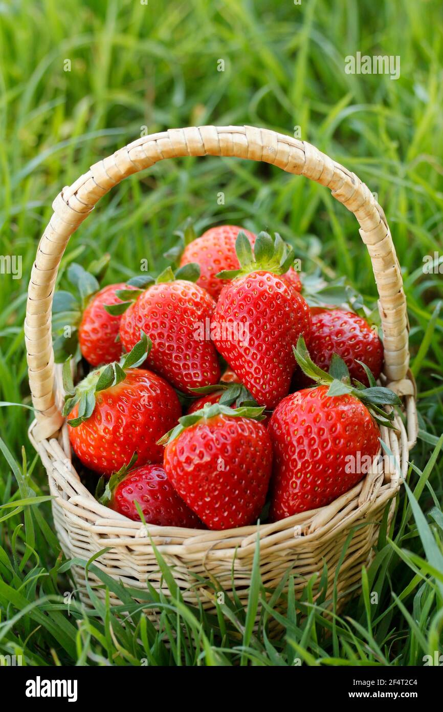 Fragole fresche. Foto Stock