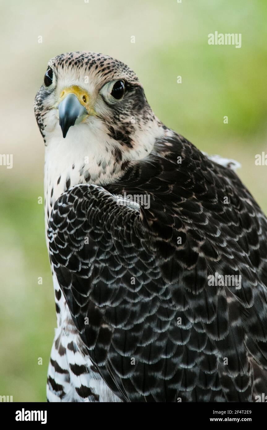 Ibrido Gyr-peregrine Falcon ritratto Foto Stock