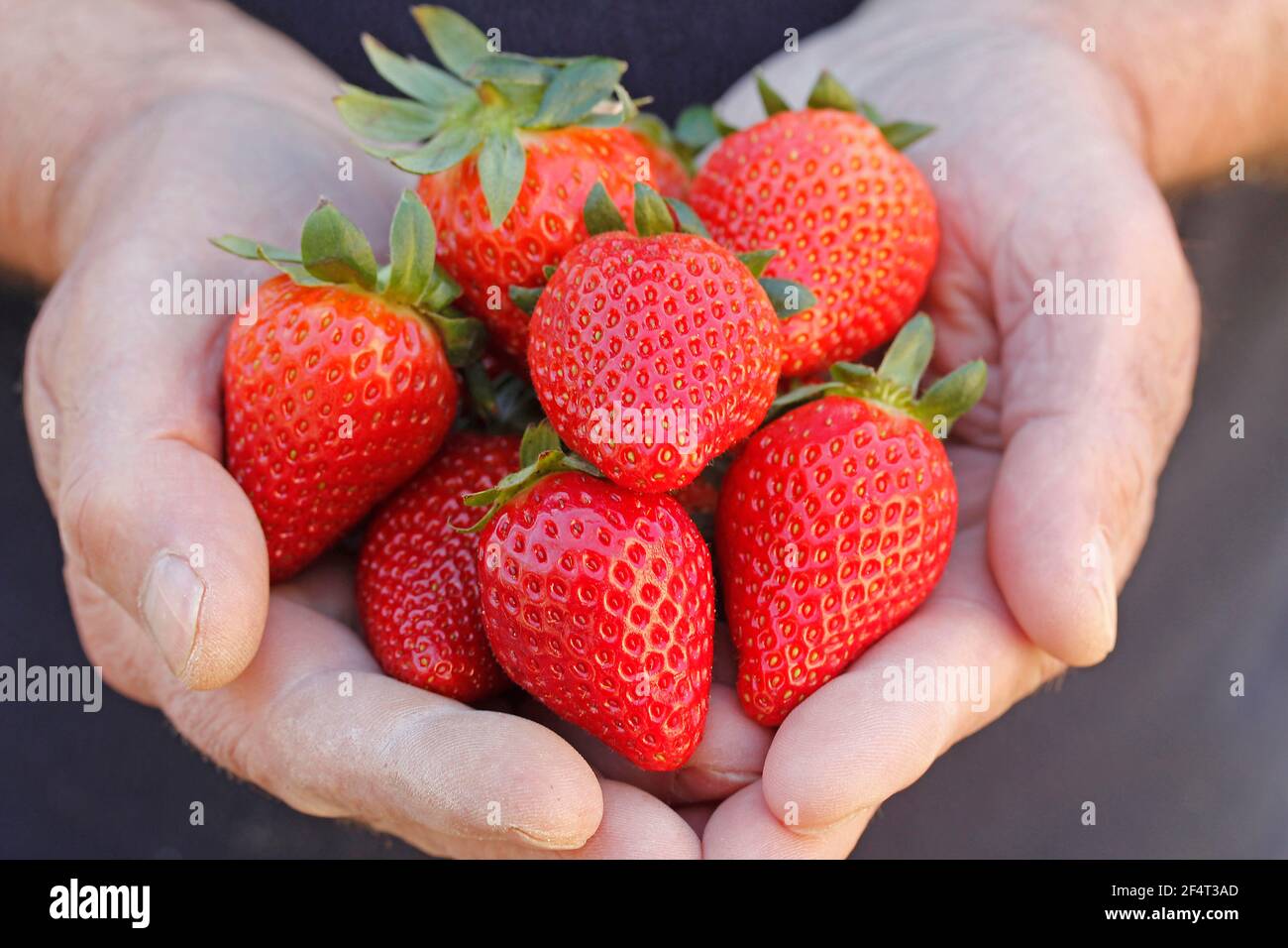 Fragole fresche. Foto Stock