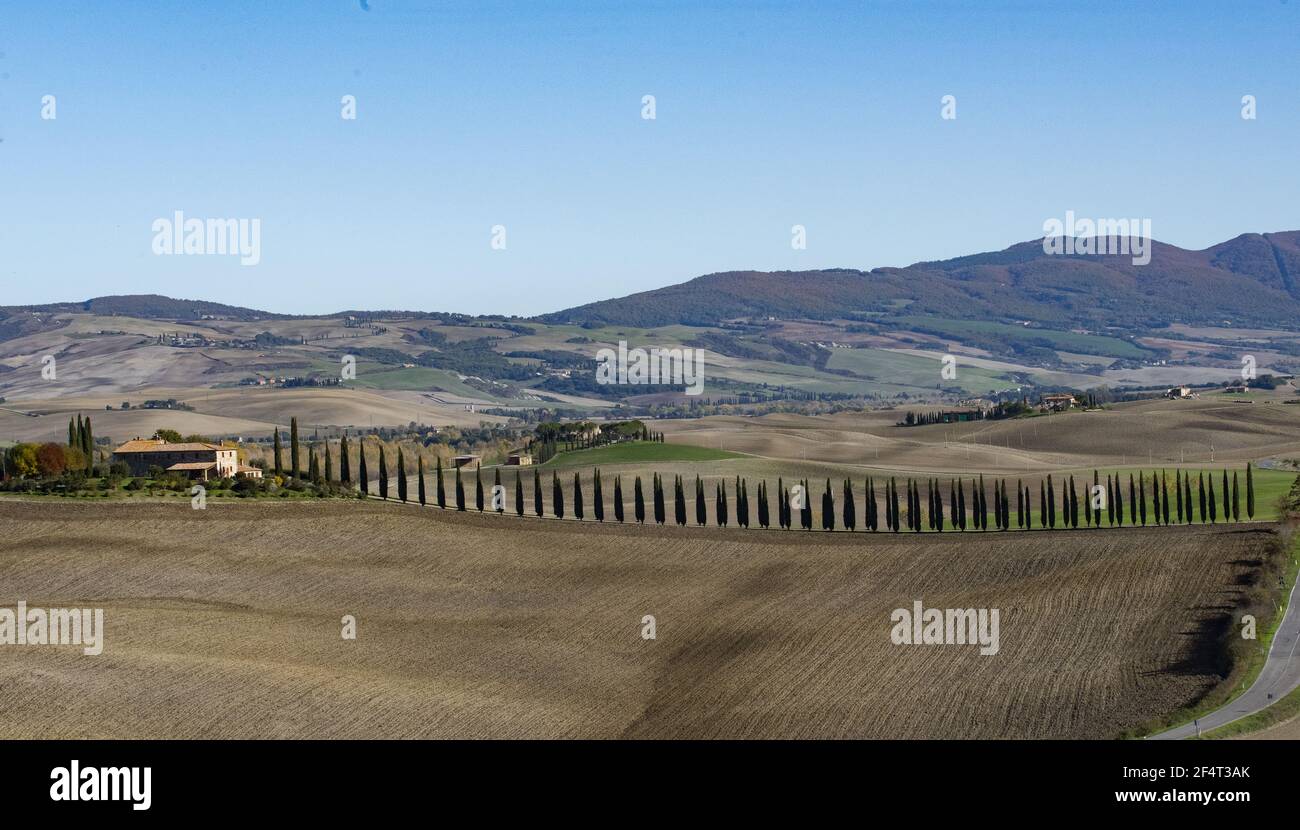 Fila tipica di cipressi in Val d'Orcia Foto Stock