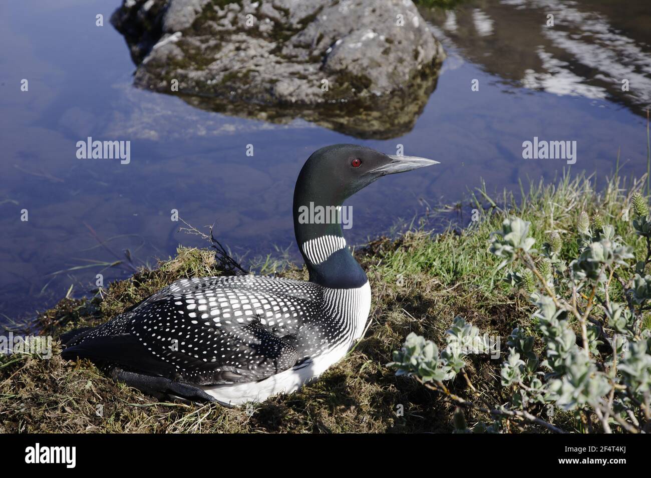 Great Northern Diver - sul nido Immer di Gavia Islanda BI025859 Foto Stock