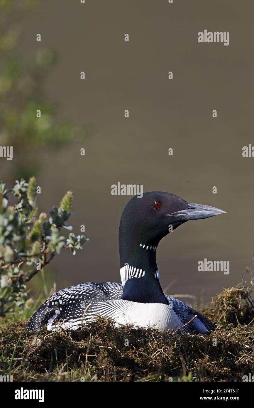 Great Northern Diver - su nest Gavia immer Islanda BI025867 Foto Stock