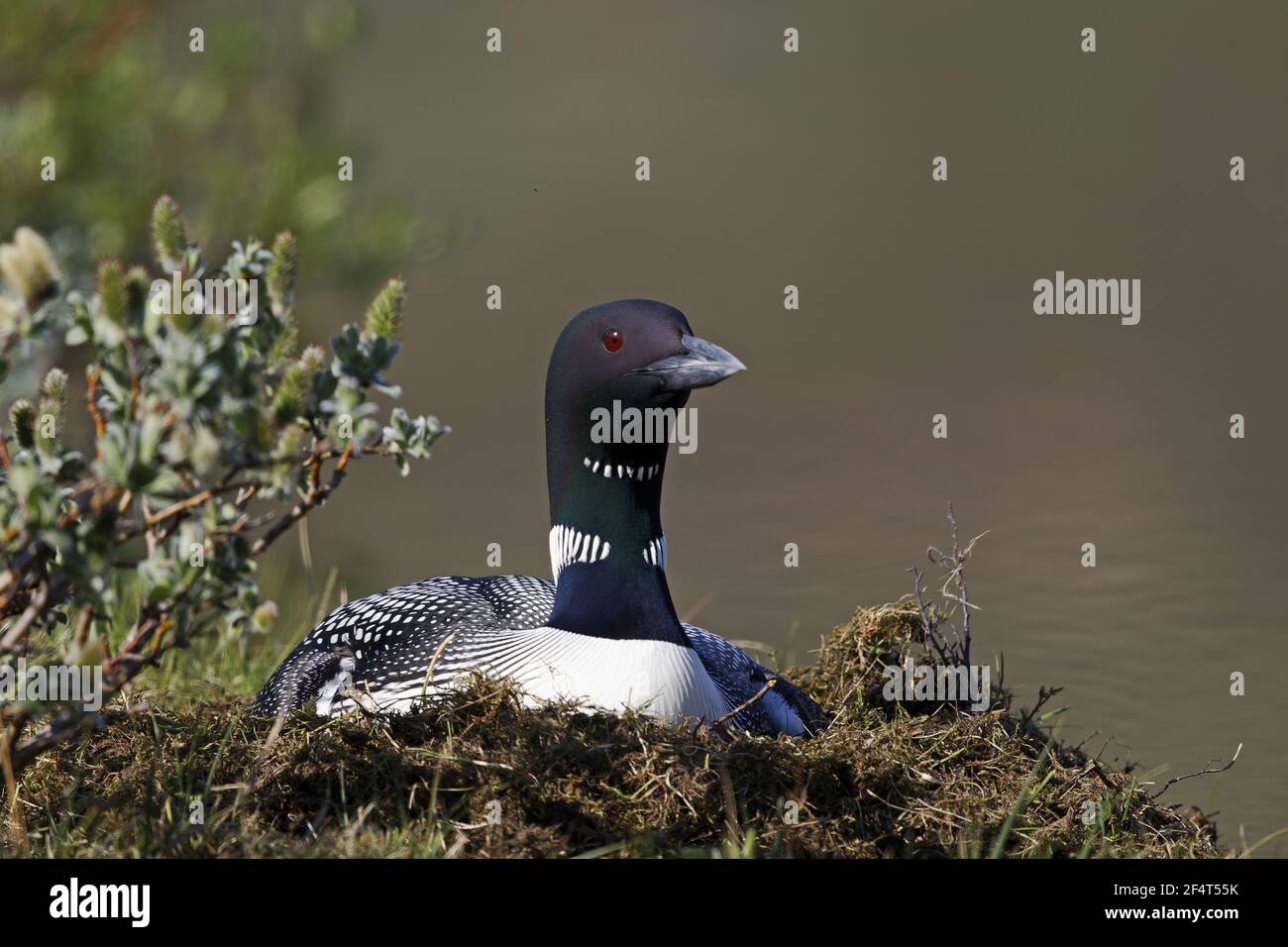 Great Northern Diver - su nest Gavia immer Islanda BI025868 Foto Stock