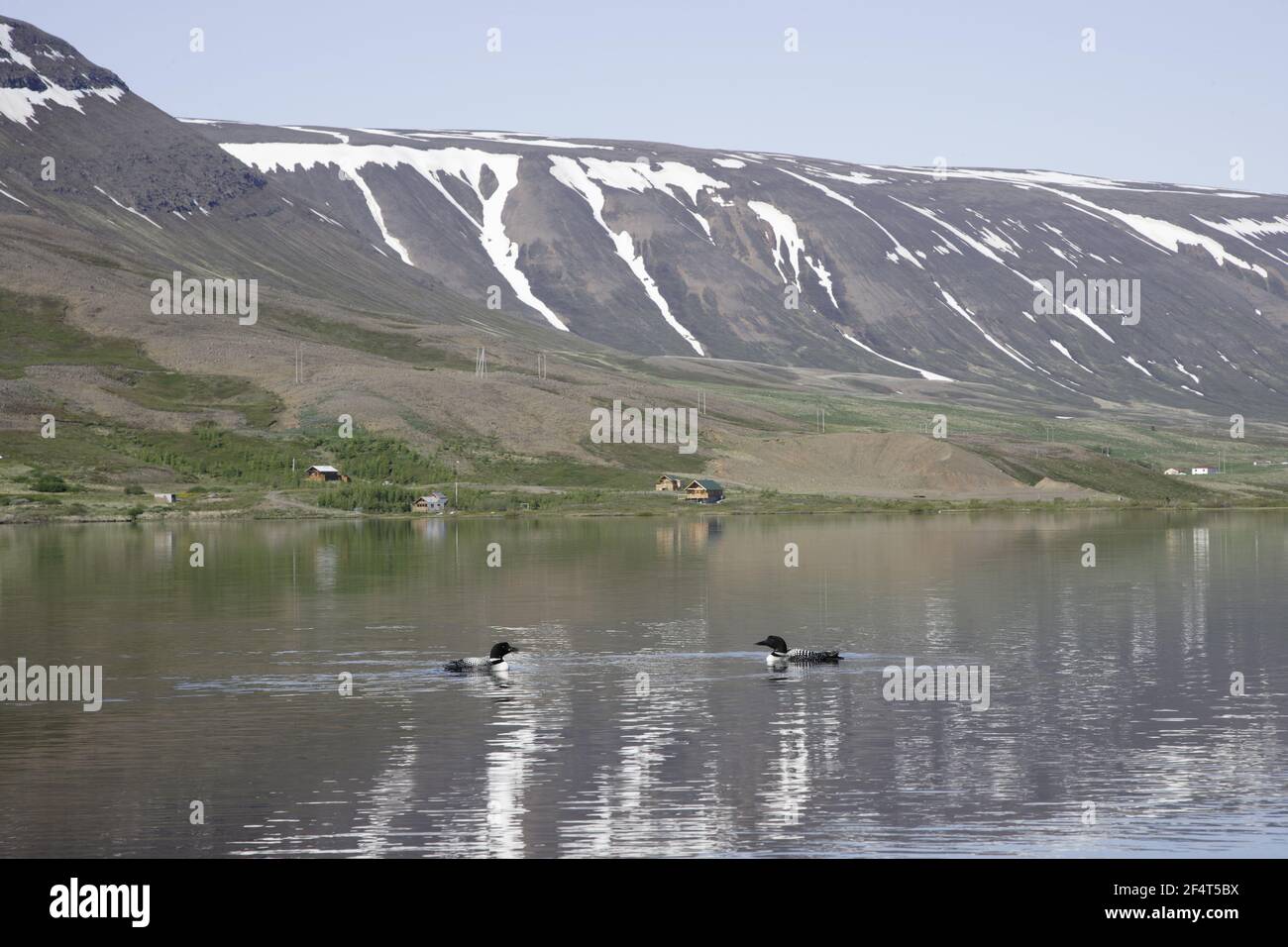Great Northern Diver - coppia sul lago Gavia immer Islanda BI025869 Foto Stock
