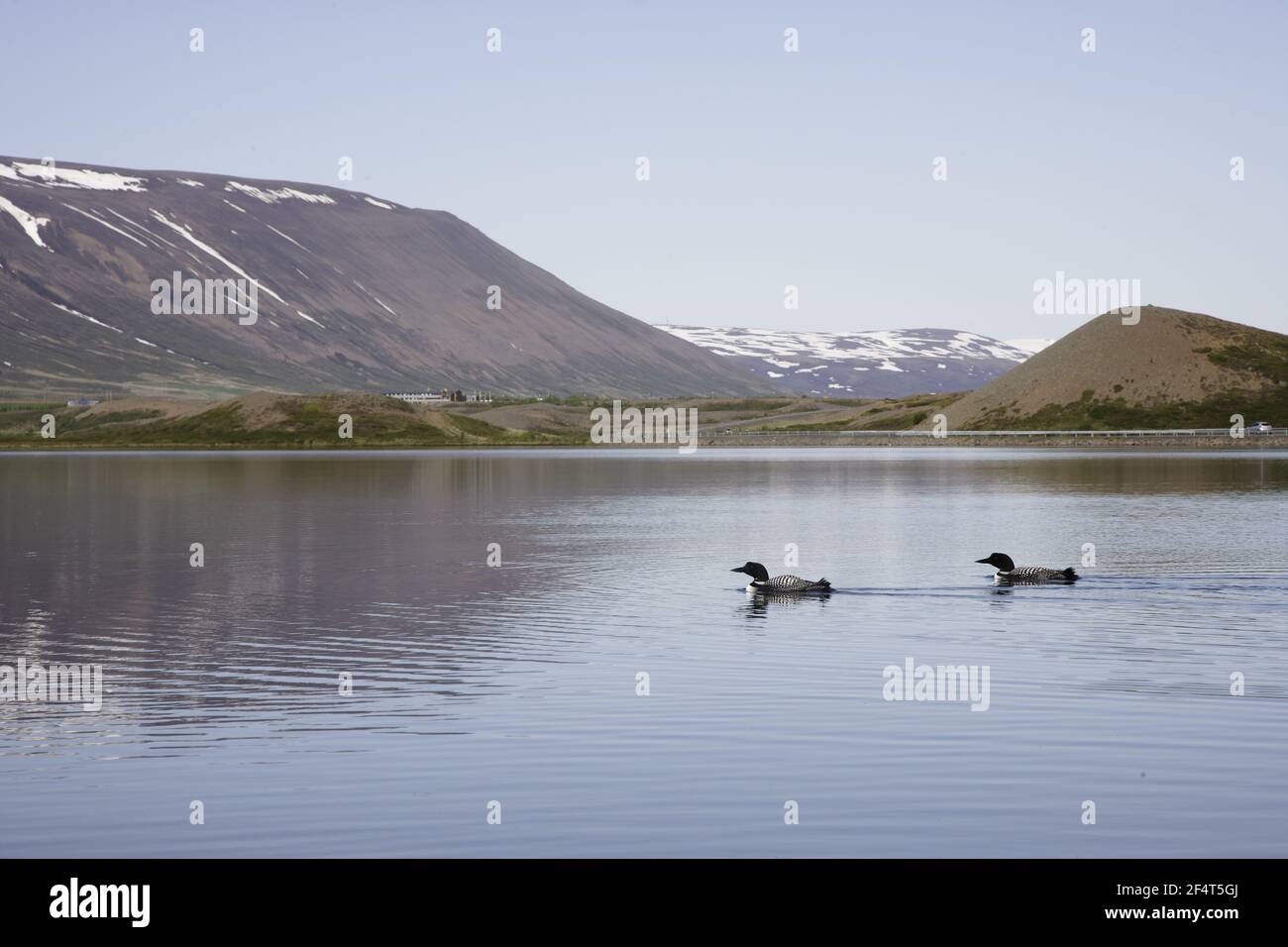 Great Northern Diver - coppia sul lago Gavia immer Islanda BI025873 Foto Stock
