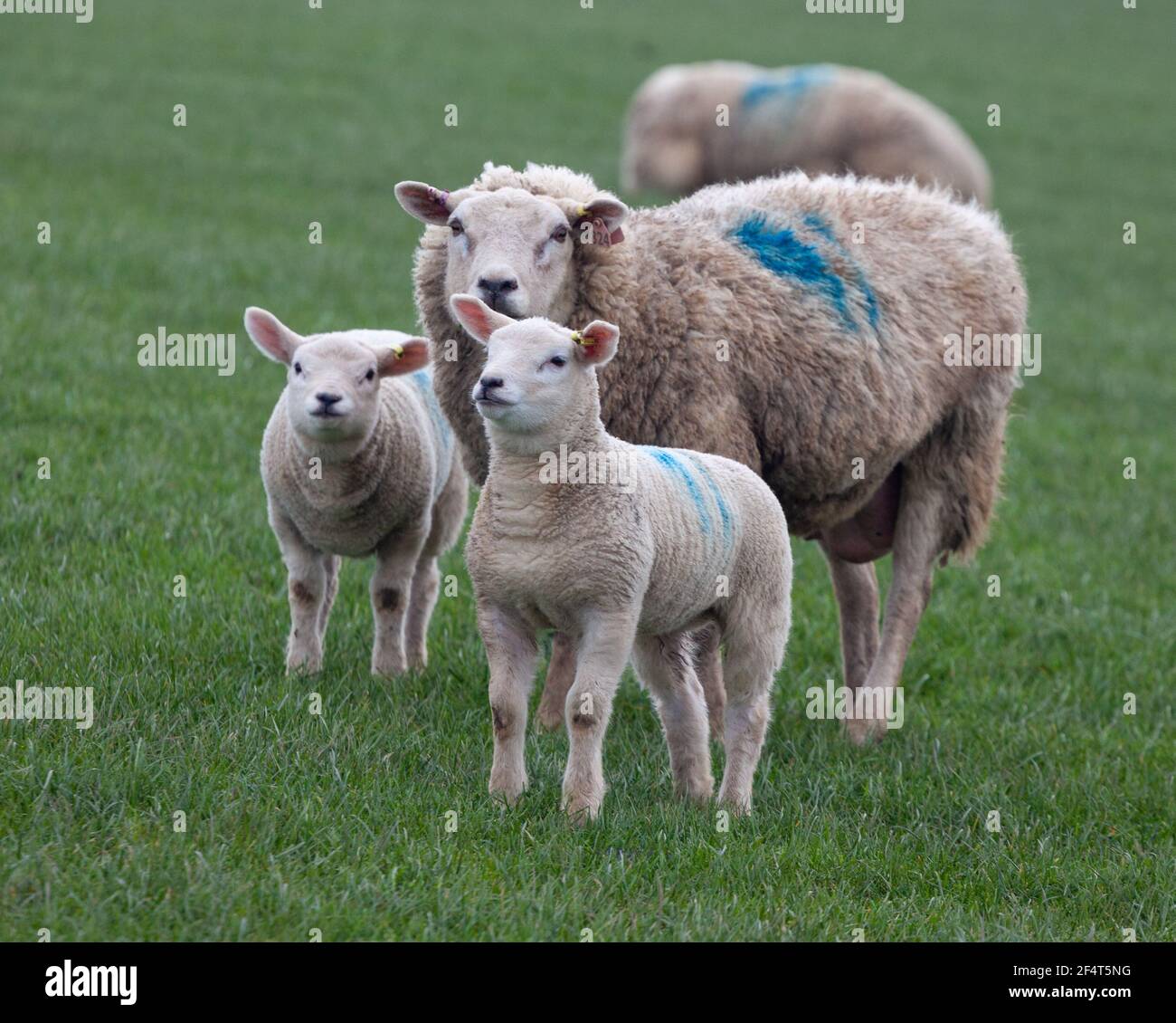 un'pecora e i suoi due agnelli in piedi in un verde campo rivolto verso la telecamera Foto Stock