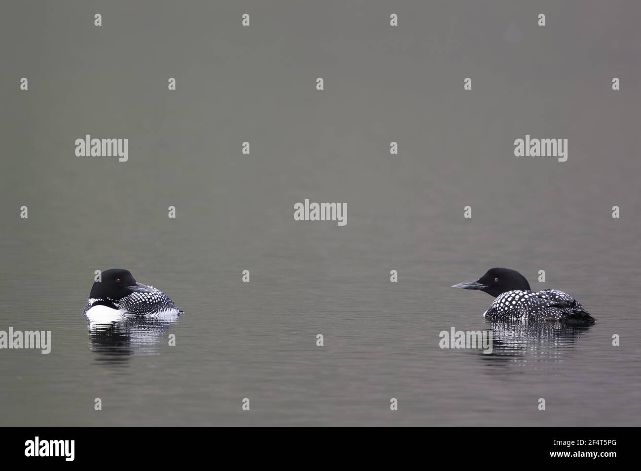 Great Northern Diver - coppia sul lago Gavia immer Islanda BI025876 Foto Stock
