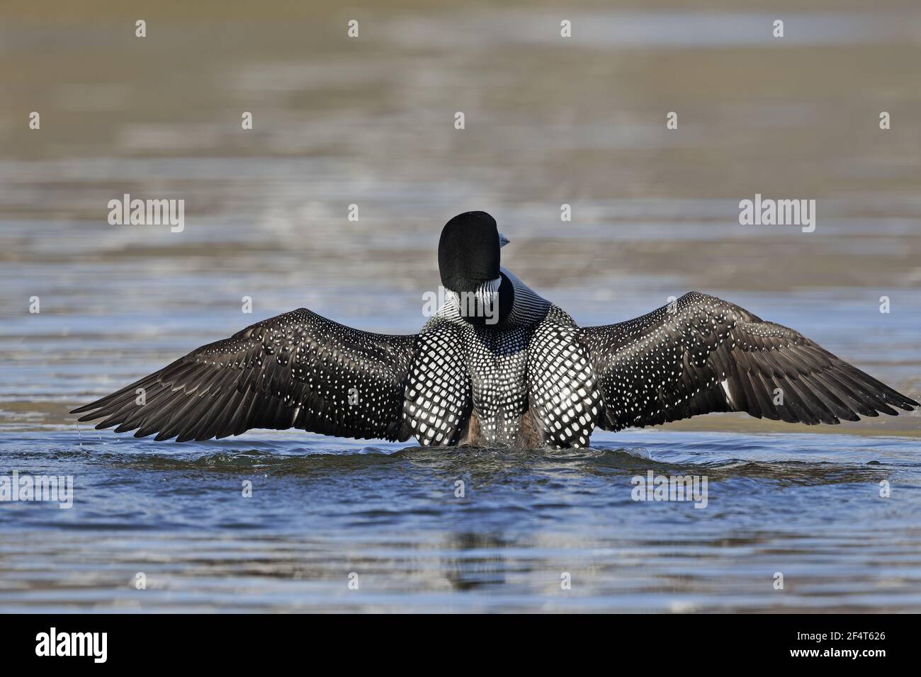 Great Northern Diver - winf tratto Gavia immer Islanda BI025877 Foto Stock