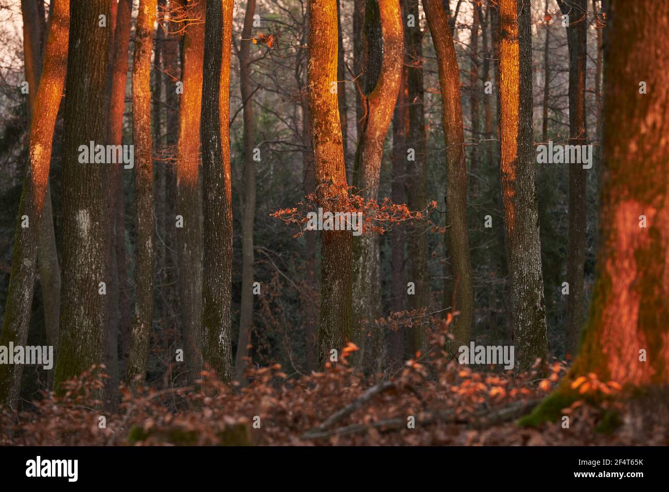 Geografia / viaggio, Austria, Bocksdorf, tramonto luce nella foresta, diritti aggiuntivi-clearance-Info-non-disponibile Foto Stock