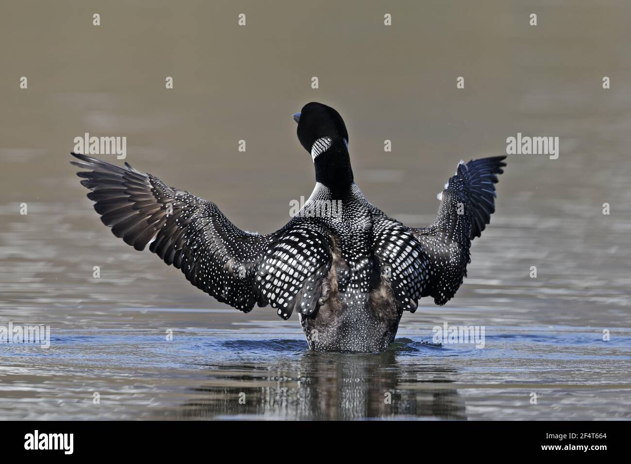 Great Northern Diver - winf tratto Gavia immer Islanda BI025879 Foto Stock