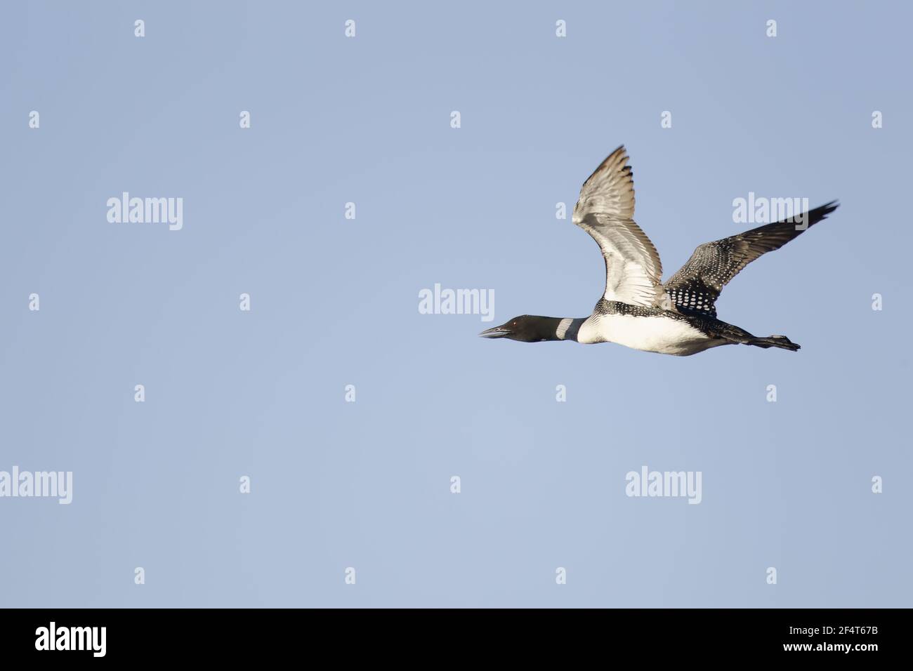 Great Northern Diver - in volo Gavia immer Islanda BI025883 Foto Stock