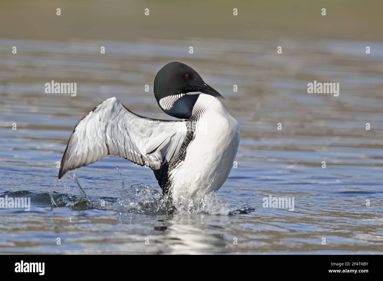 Great Northern Diver - display Gavia immer Islanda BI025885 Foto Stock