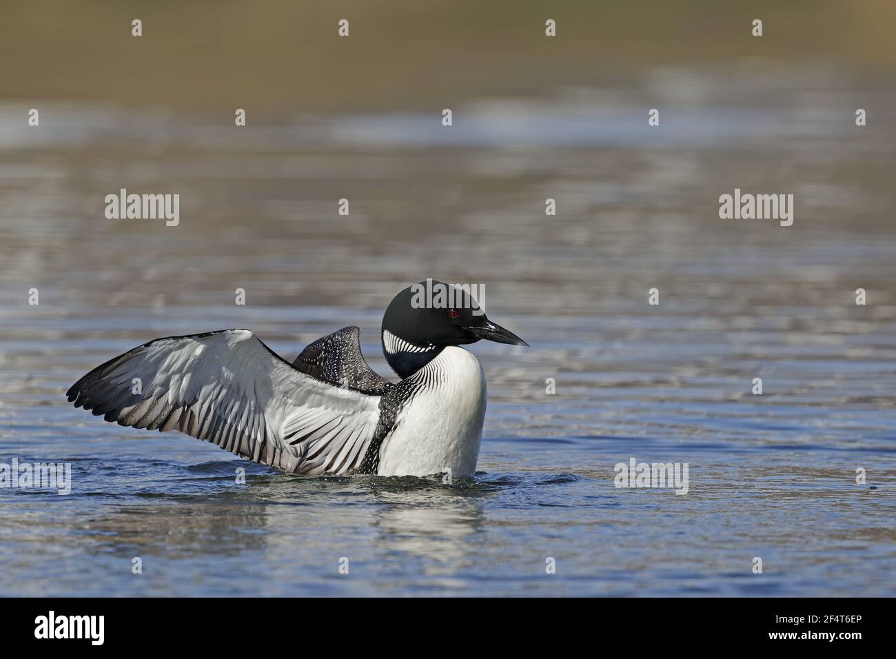 Great Northern Diver - display Gavia immer Islanda BI025889 Foto Stock