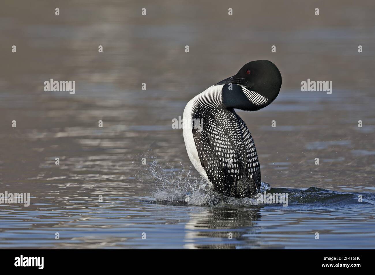 Great Northern Diver - display Gavia immer Islanda BI025894 Foto Stock