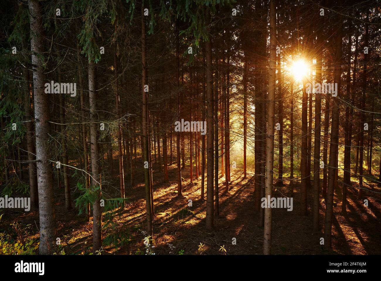Geografia / viaggio, Austria, Heugraben, luce del sole nella foresta, Additional-Rights-Clearance-Info-Not-Available Foto Stock