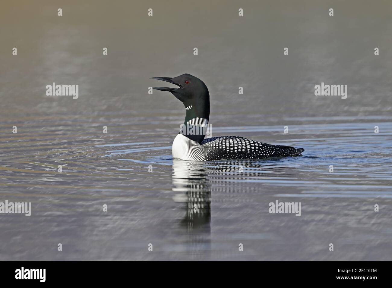 Great Northern Diver - chiamando Gavia immer Islanda BI025905 Foto Stock