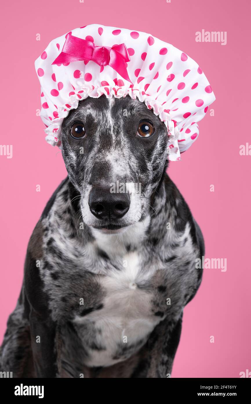 Uno Studio di una lurcher a nera e bianca sospira un frustino misto  levriero con un tappo doccia punti rosa Foto stock - Alamy