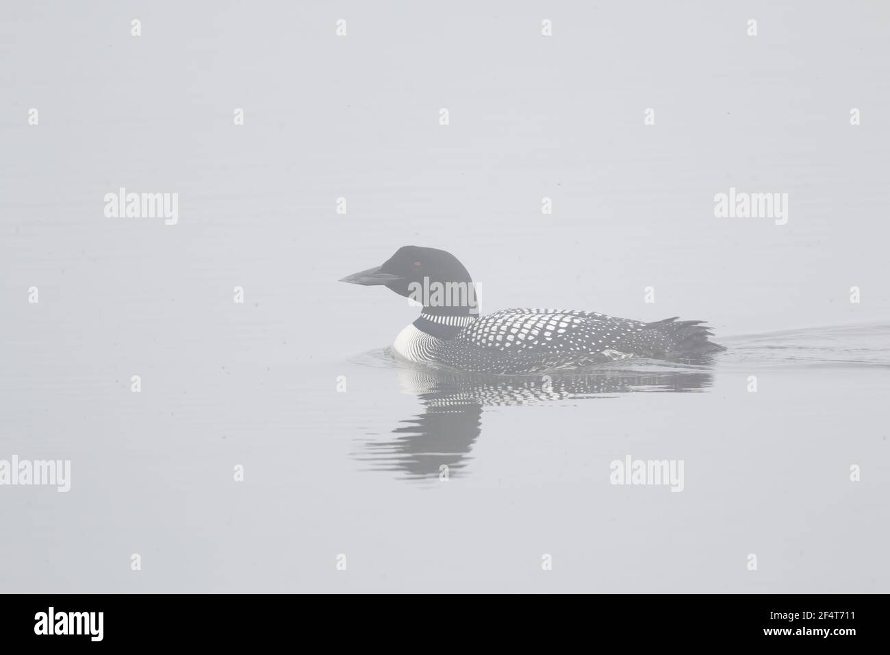 Great Northern Diver - nella nebbia Gavia immer Islanda BI025910 Foto Stock