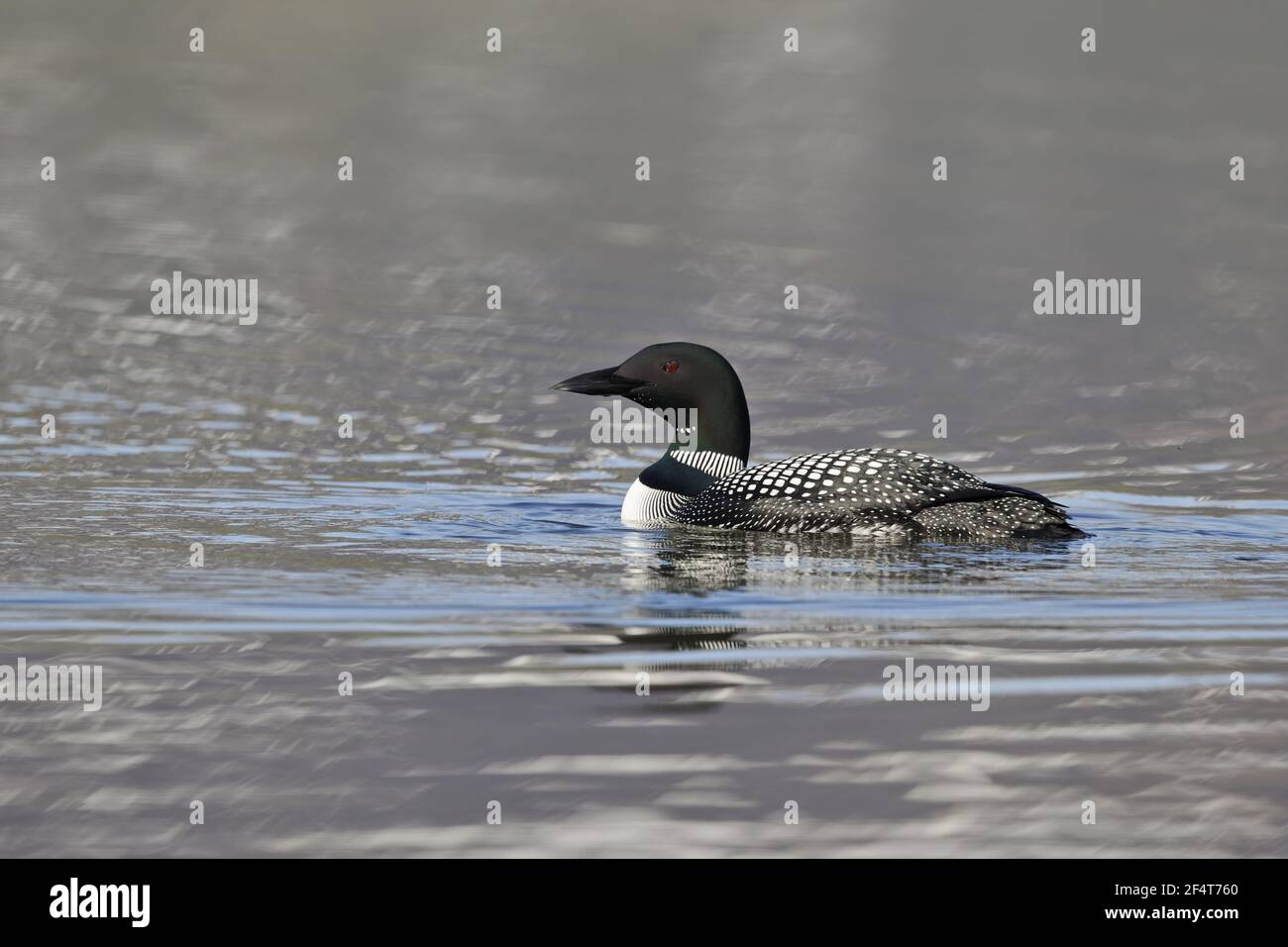 Great Northern Diver Gavia immer Islanda BI025919 Foto Stock