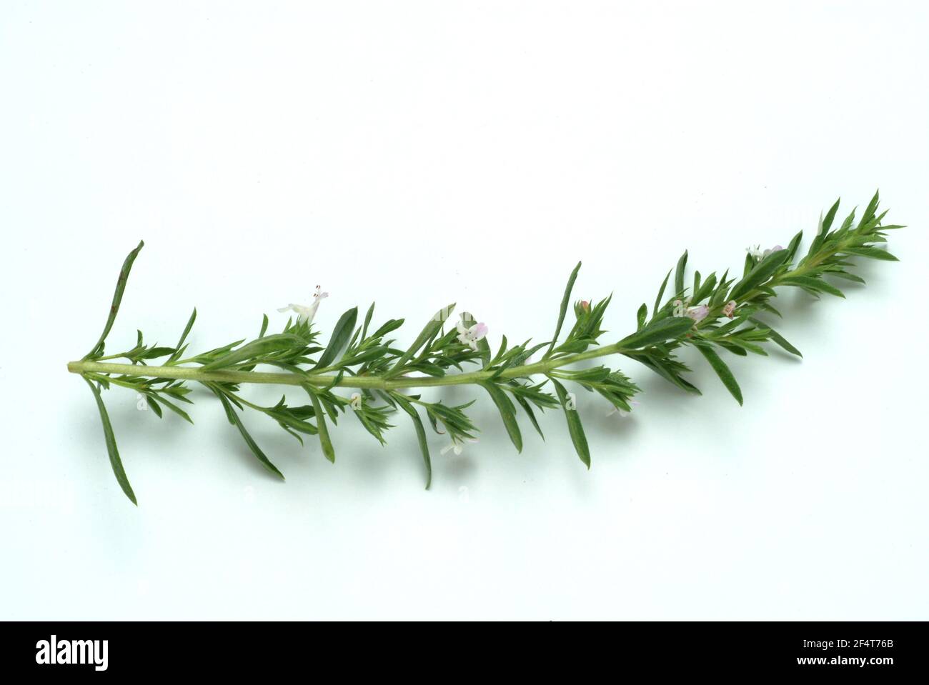 Salato estivo, Satureja hortensis, anche salato giardino, vero salato, pepperwort, famiglia dei labiates, usato fin dai tempi antichi come un medicinale e sp Foto Stock