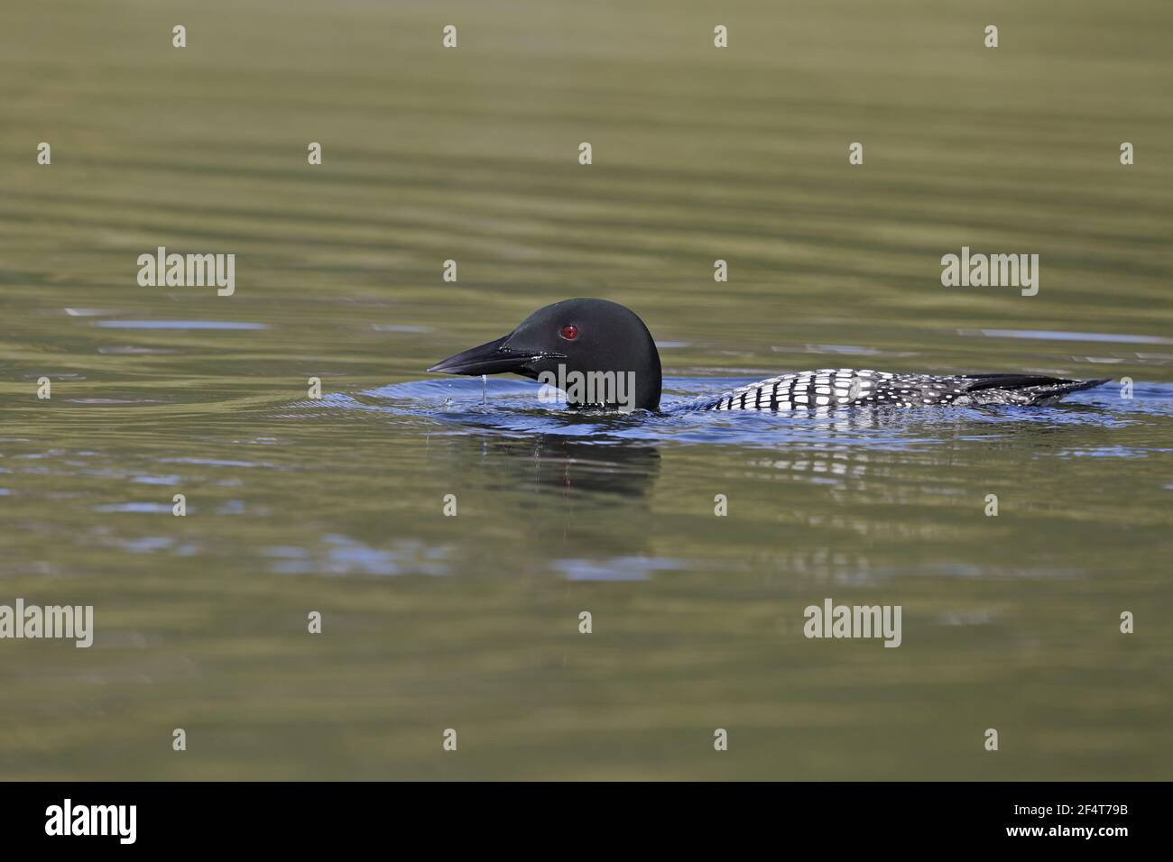 Great Northern Diver Gavia immer Islanda BI025927 Foto Stock