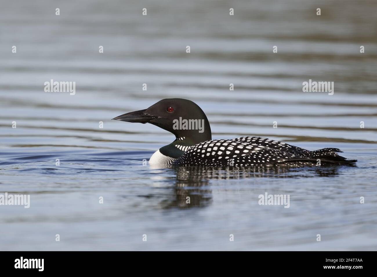 Great Northern Diver Gavia immer Islanda BI025937 Foto Stock
