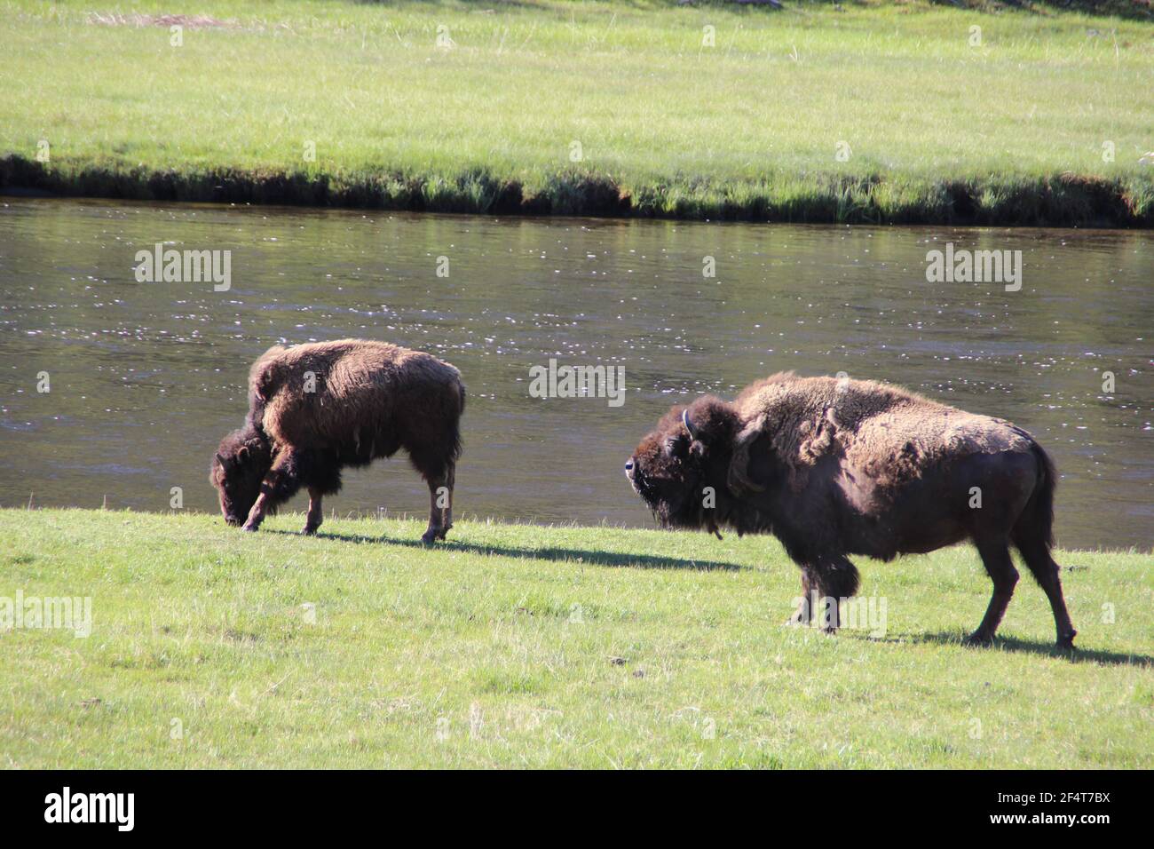 Bisonti Yellowstone im Nationalpark Foto Stock