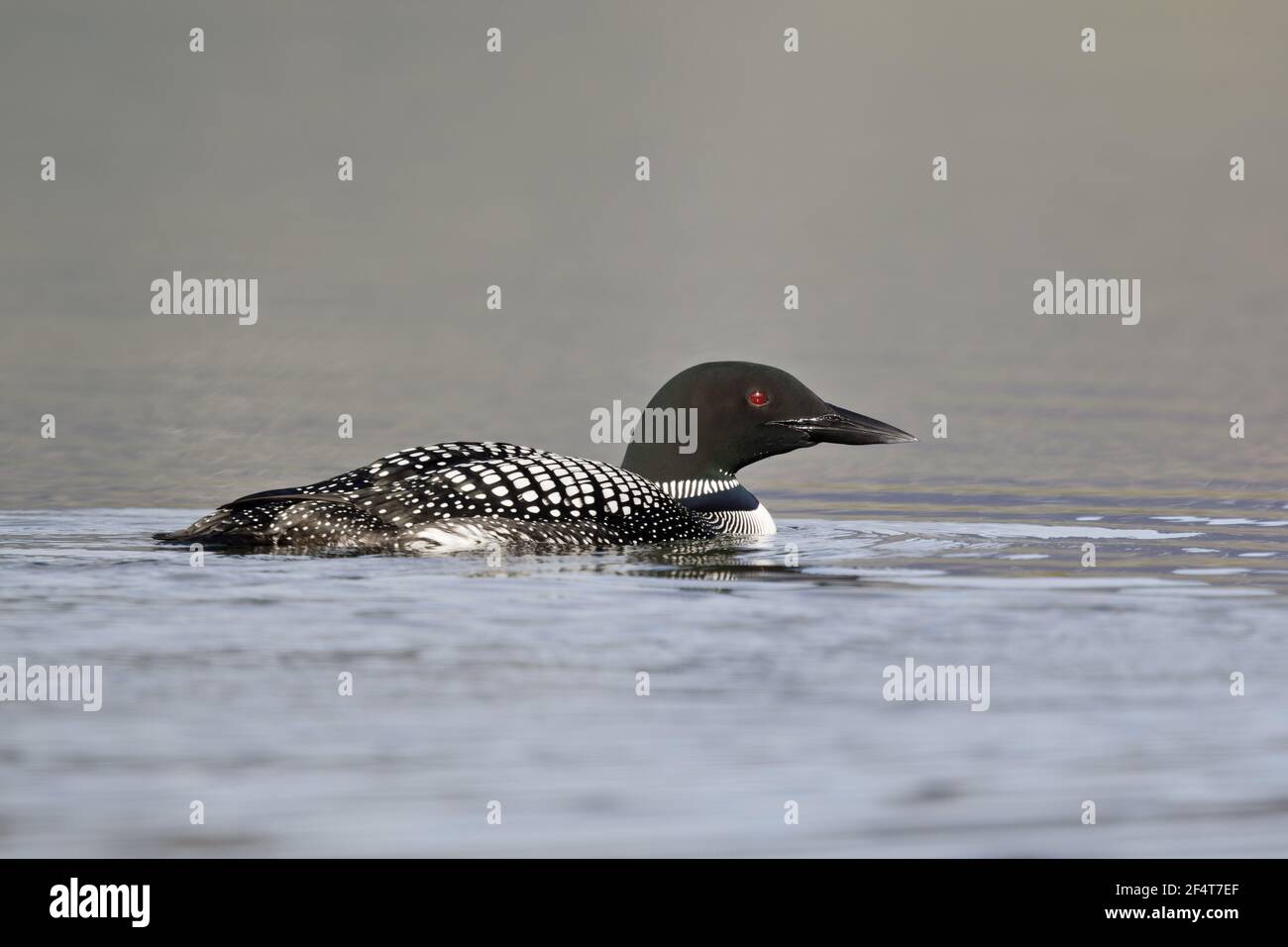 Great Northern Diver Gavia immer Islanda BI025941 Foto Stock