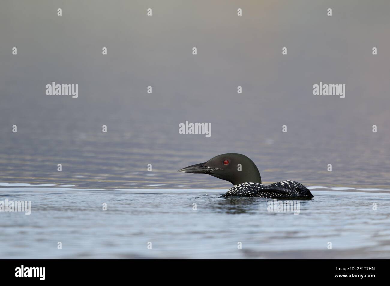 Great Northern Diver Gavia immer Islanda BI025942 Foto Stock